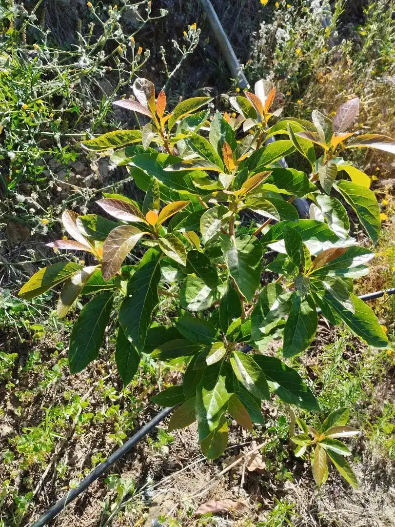 Jardín de Terreno en venta en Arenas