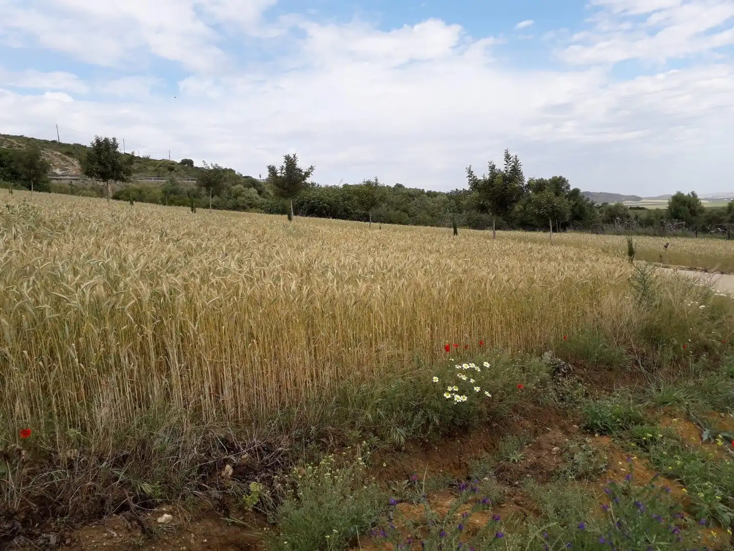 House for sale in Bornos, imagen 11