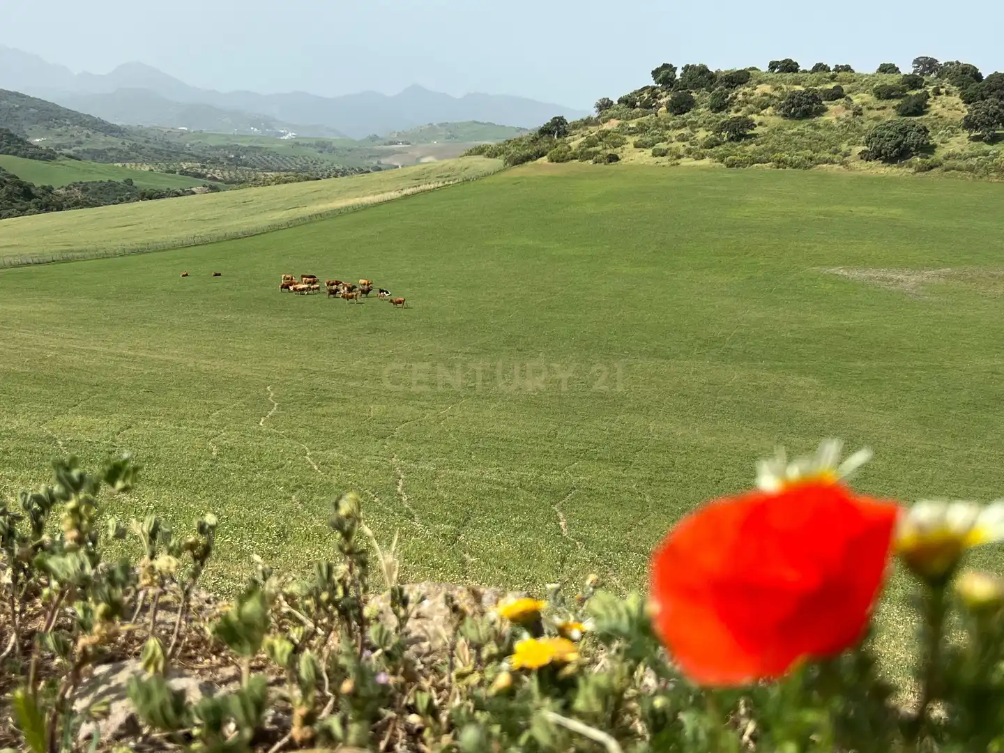 Casa in vendita a Olvera, Spain Polígono 24 Parcela 159 - La Mota, imagen 37