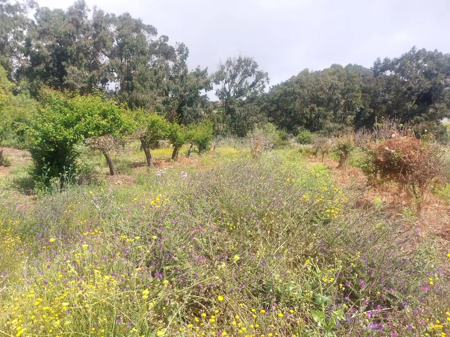 Finca rústica en venta en El Rosario con Jardín privado, Terraza y Alarma