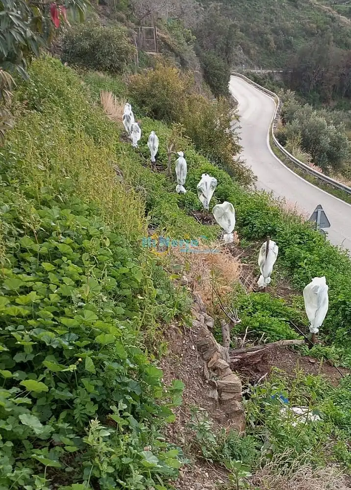 Terrenys i solars en venda a Algarrobo pueblo, imagen 4