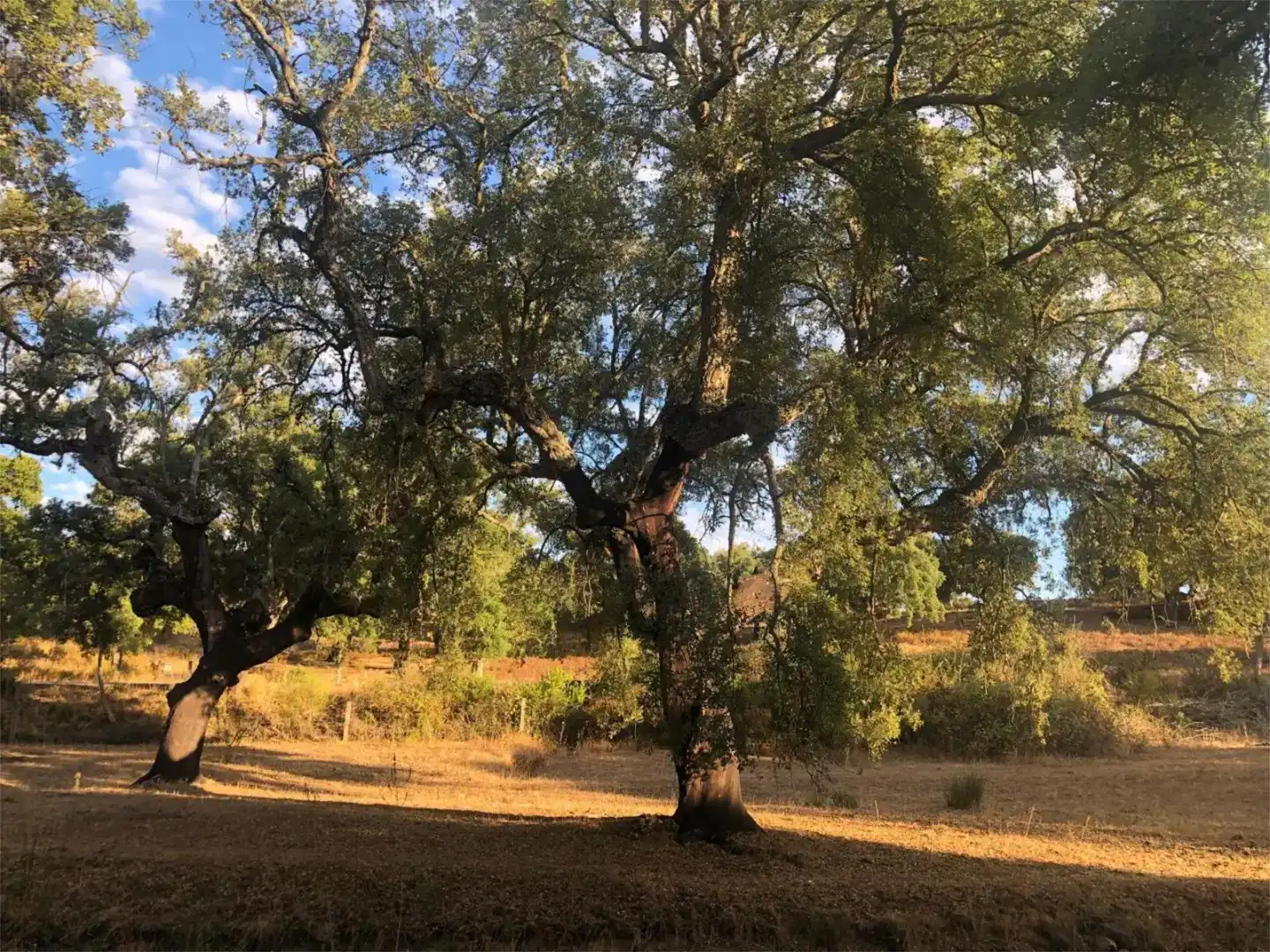 Vista exterior de Pis en venda en Cáceres