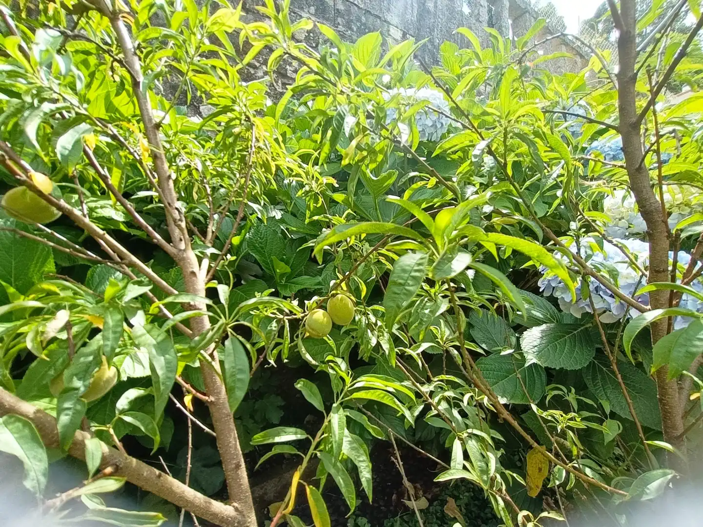 Jardín de Casa o chalet de alquiler en A Guarda   con Calefacción, Jardín privado y Parquet