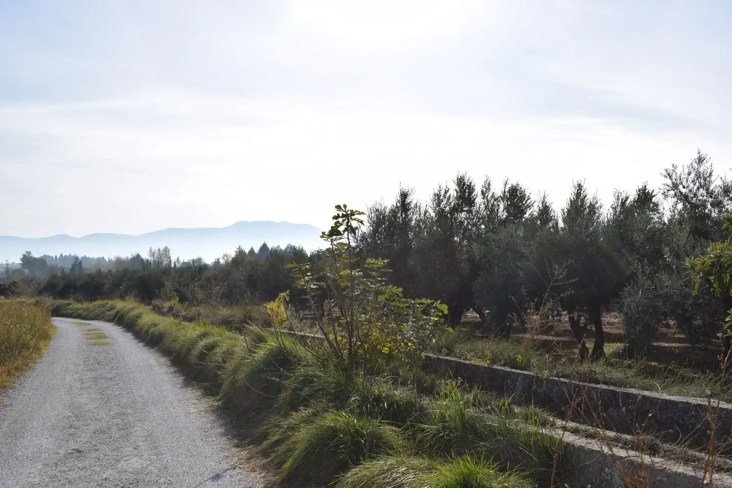 Terreno rustico in vendita a LOS MOLINOS, imagen 3