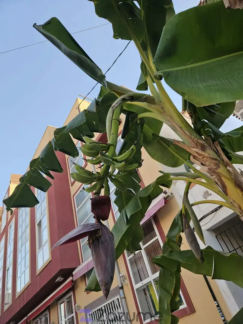 Außenansicht von Wohnung zur Miete in San Pedro del Pinatar mit Klimaanlage, Heizung und Terrasse