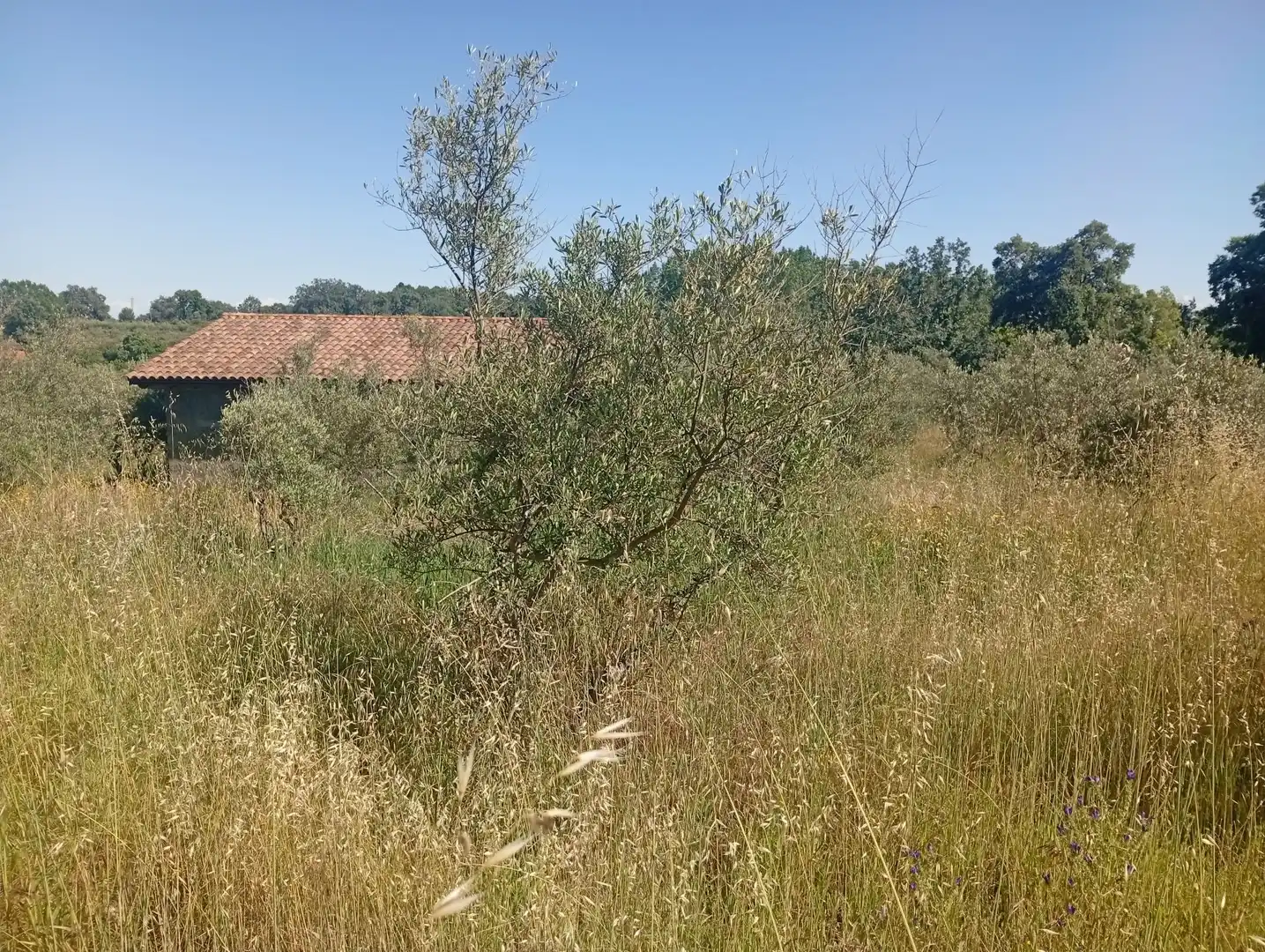 Maison à vendre à Villanueva de la Vera, imagen 76