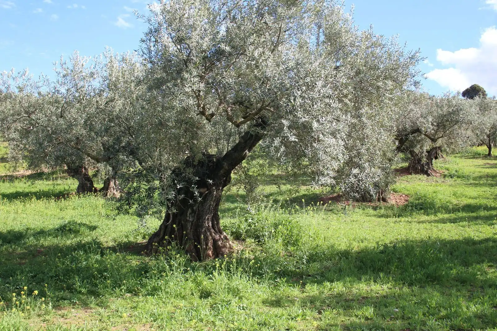Terreno rustico in vendita a Calicasas, imagen 10
