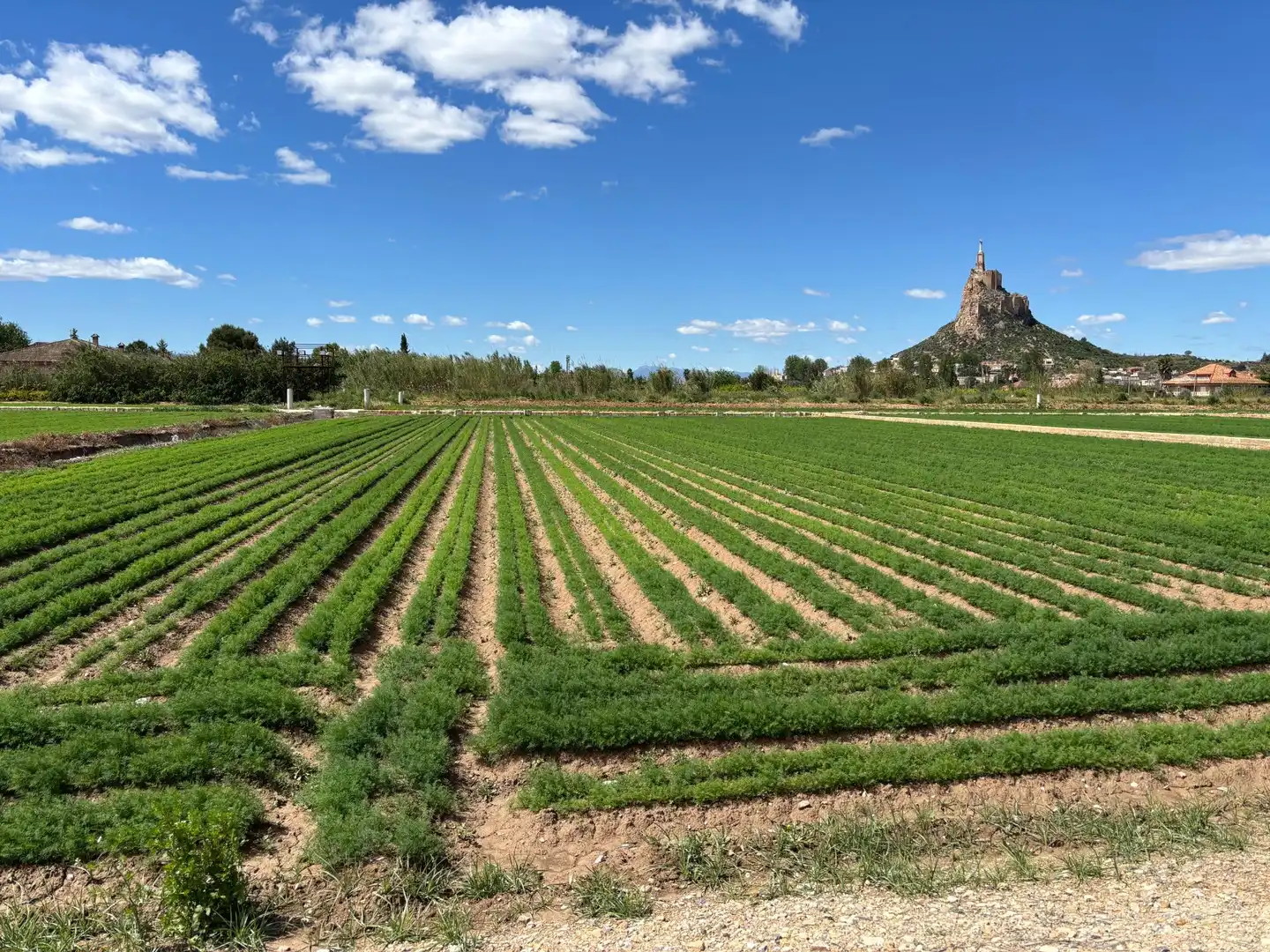 Jardín de Residencial en venta en Murcia