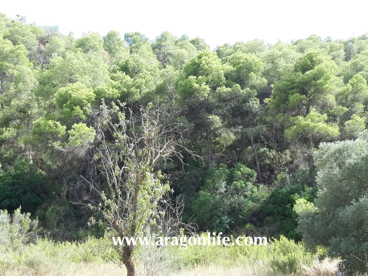 Finca rústica en venta en Fabara