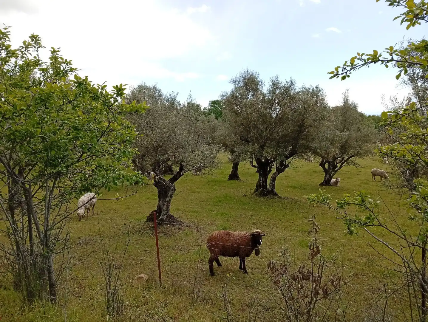 Terreni e lotti in vendita a Villanueva de la Vera, imagen 11