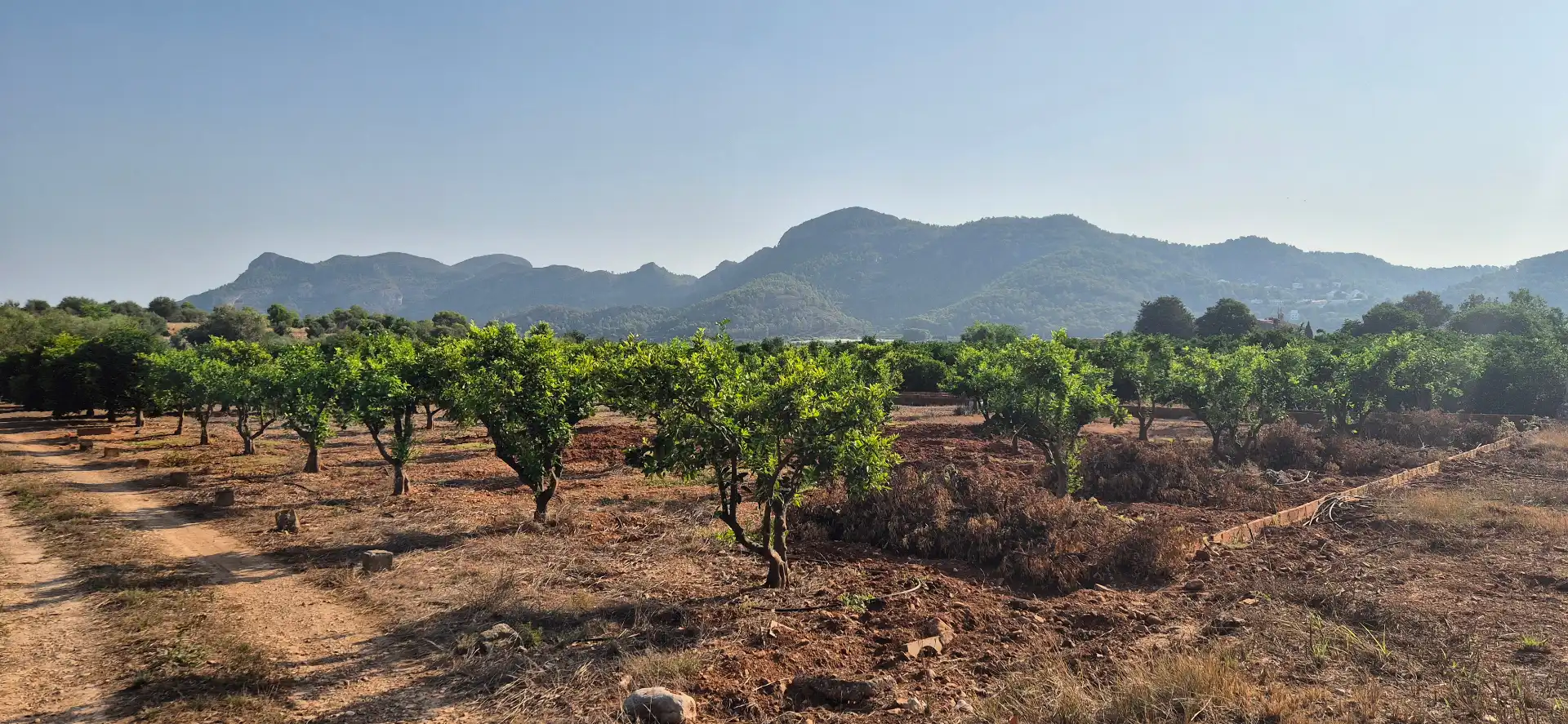 Terreno en venta en Alfauir