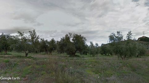 FINCA DE OLIVAR REGADIO OPCION VIVIENDA