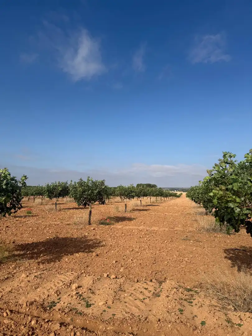 Terreno en venta en Iniesta