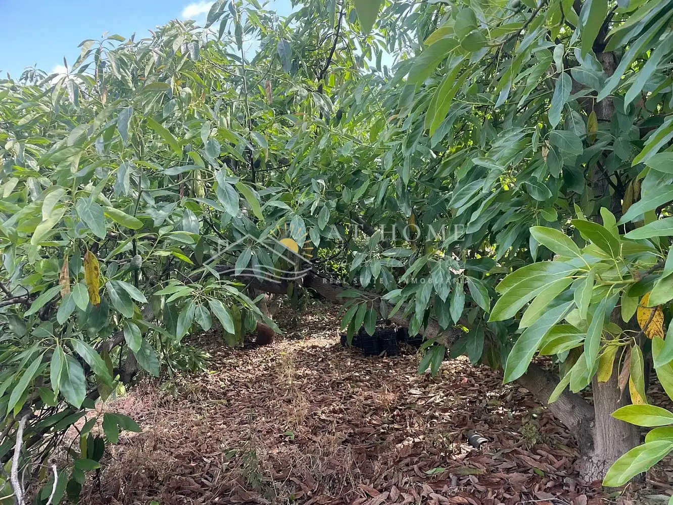 Terreni e lotti in vendita a Torrox Pueblo, imagen 10