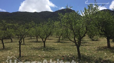 Naturaleza, privacidad y gran producción agrícola en esta singular finca rústica con cortijo tradicional en VélezRubio, imagen 5