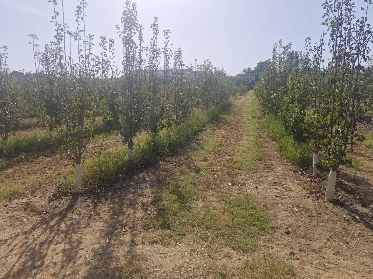 Land for sale in Albatàrrec