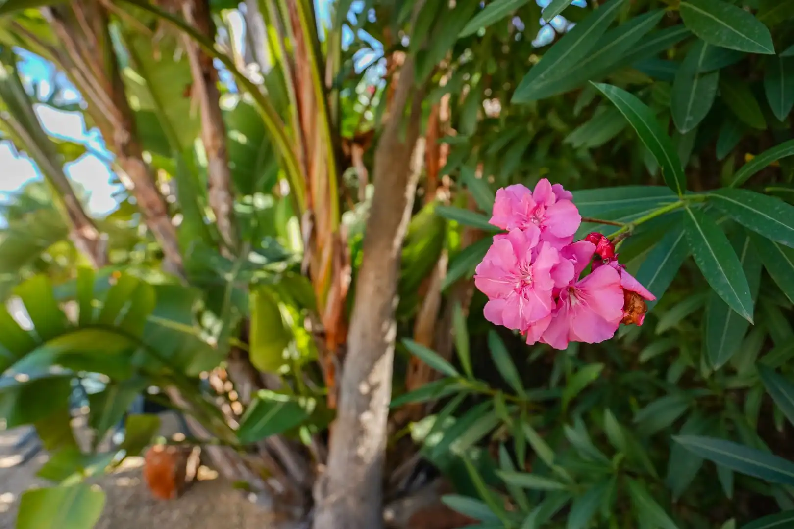 Jardí de Casa o xalet en venda en Jávea / Xàbia amb Aire condicionat, Calefacció i Jardí privat