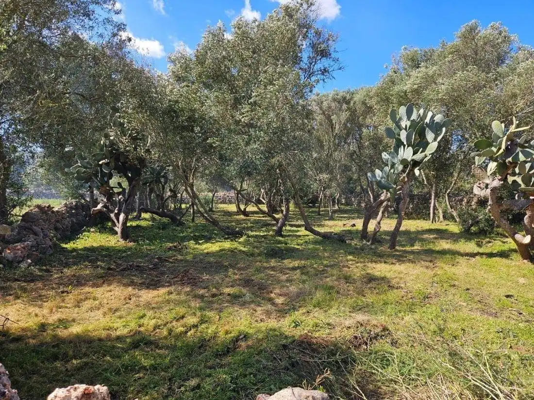 Wohnbaugrundstück zum Verkauf in Costitx, imagen 6