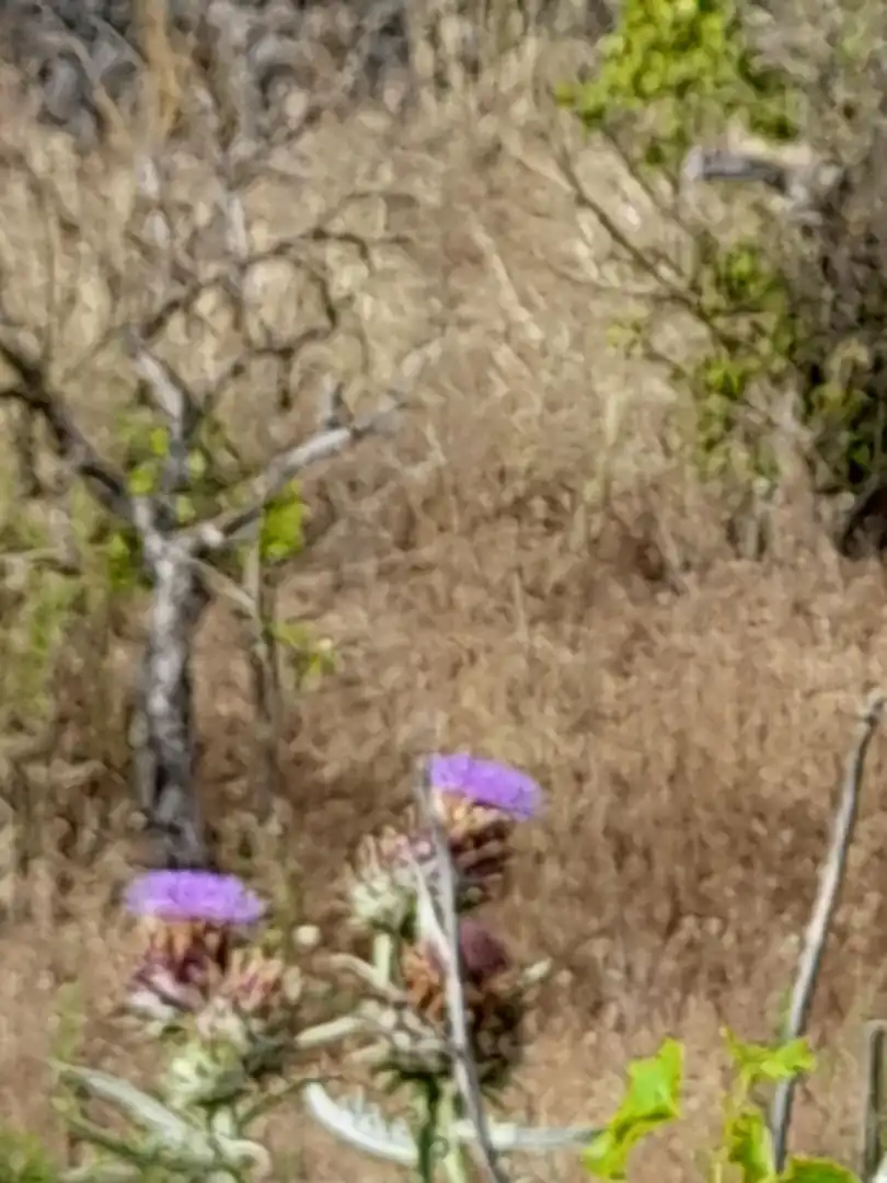 Rustikales Grundstück zum Verkauf in El Castell de Guadalest, imagen 19