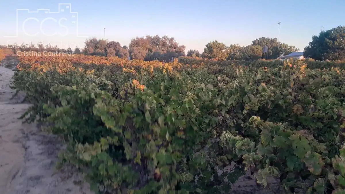 Terreno rustico in vendita a Almonte ciudad, imagen 11