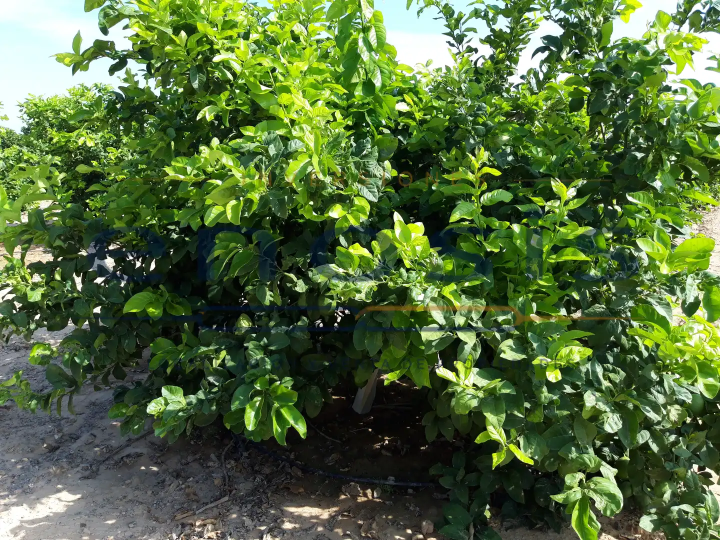 Terreno rustico in vendita a RM-F21, imagen 3