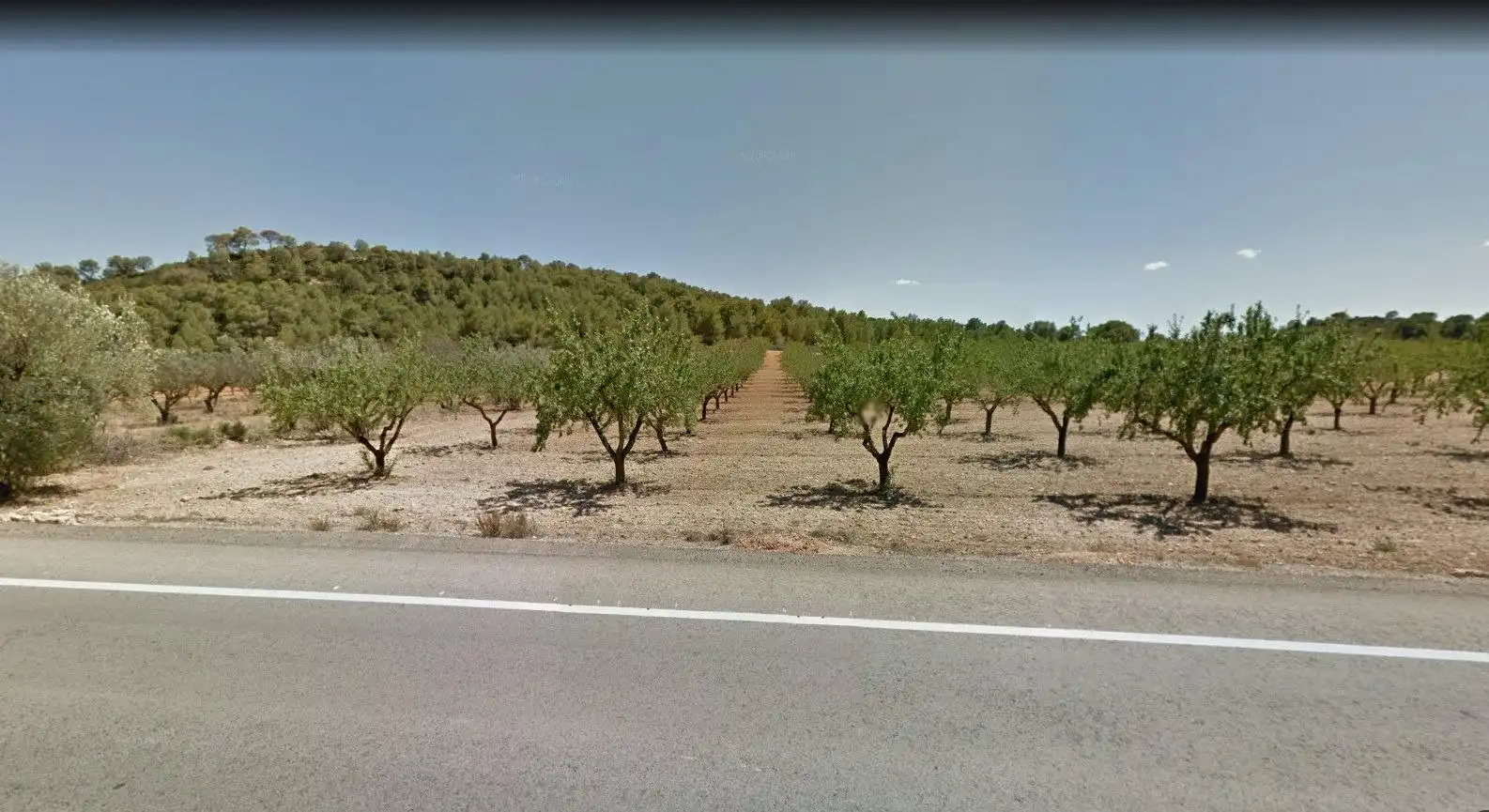 Terreno rústico en venta en Casinos