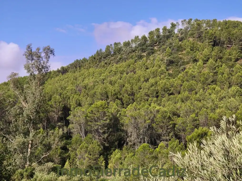 Vista exterior de Finca rústica en venda en Algodonales