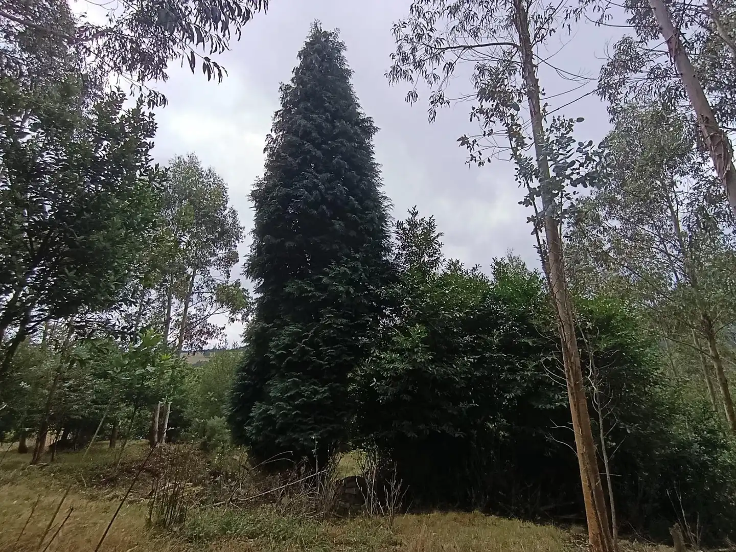 Country homes for sale in Pravia