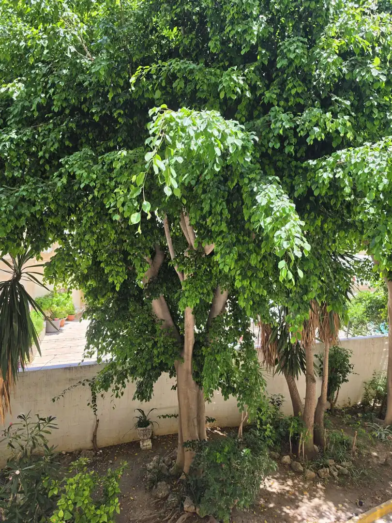 Jardí de Estudi en venda en Torremolinos amb Aire condicionat