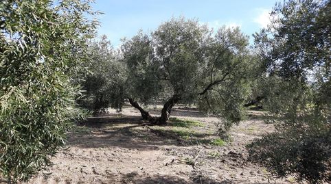 Finca de olivar en zona los Santos. Cuenta con una superficie de 9 aranzadas. Olivos hojiblancos tradicionales de 3 y 4 patas. Muy, imatge 3
