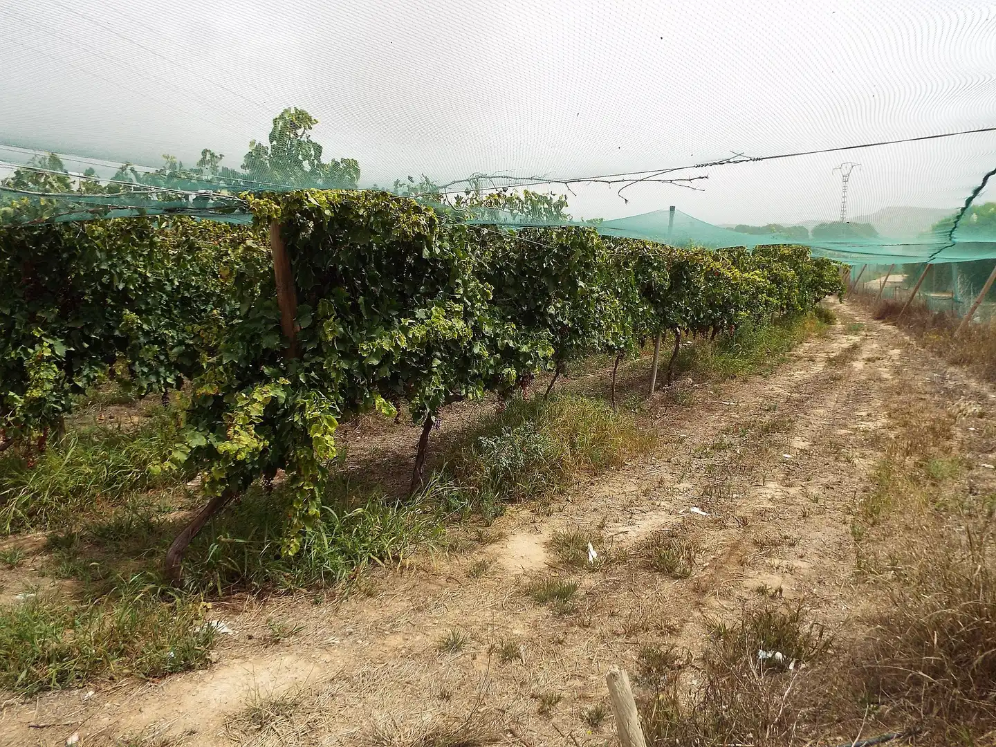 Terreno rústico en venta en Monforte del Cid, imagen 17