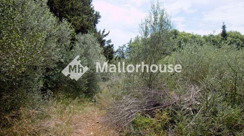 Foto 5 de Finca rústica en venta en Diseminado Diseminados, 2, Muro, Illes Balears