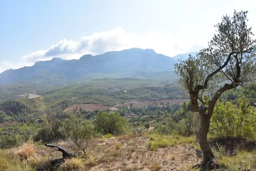Rural land for sale in Mas de la Riba 1, imagen 11