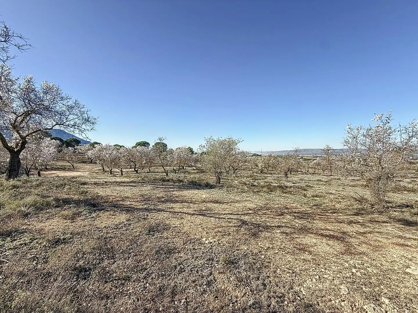 Terreno en venta en Biar