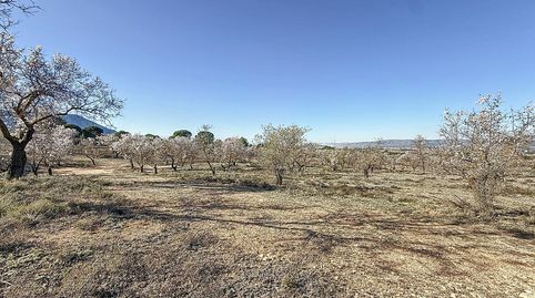FINCA DE TIERRA SECANA EN PARTIDA EN BIAR ZONA EL COTO, immagine 5
