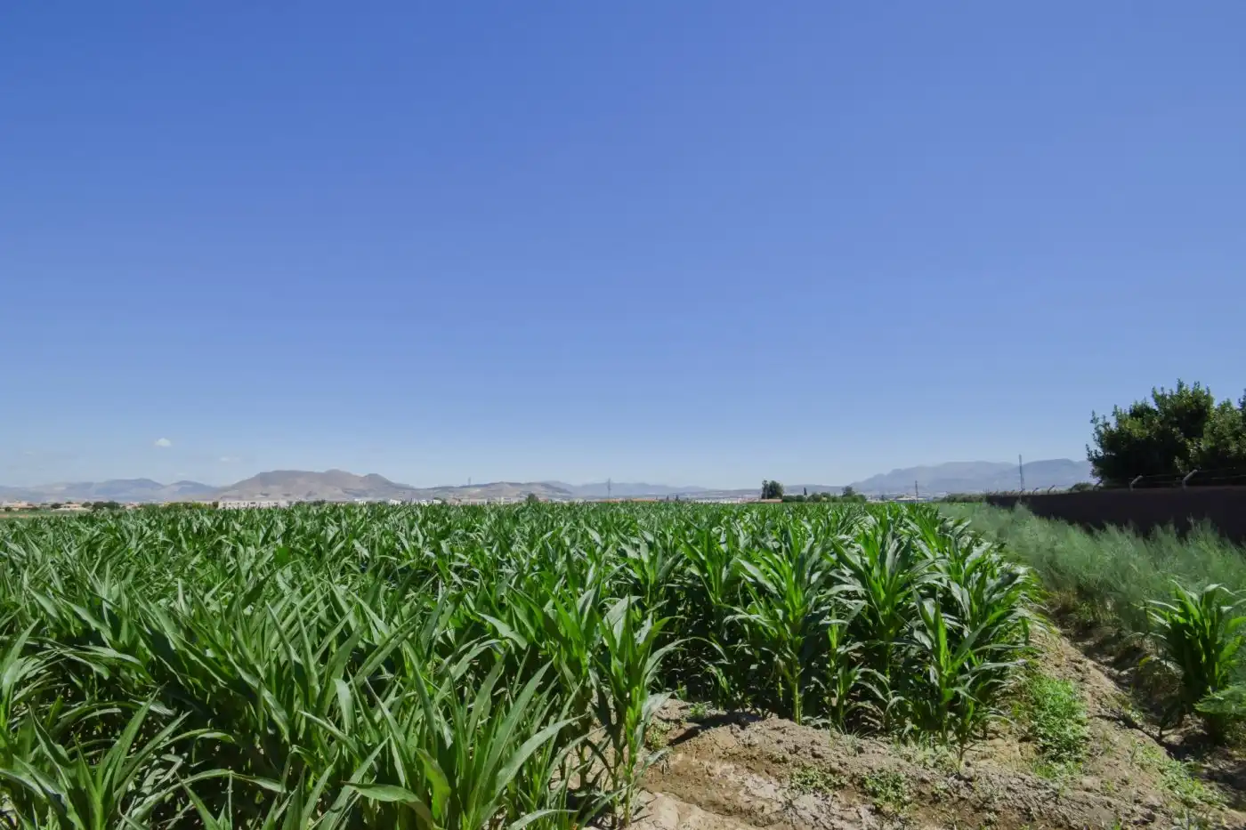 Finca rústica en venta en Cúllar Vega
