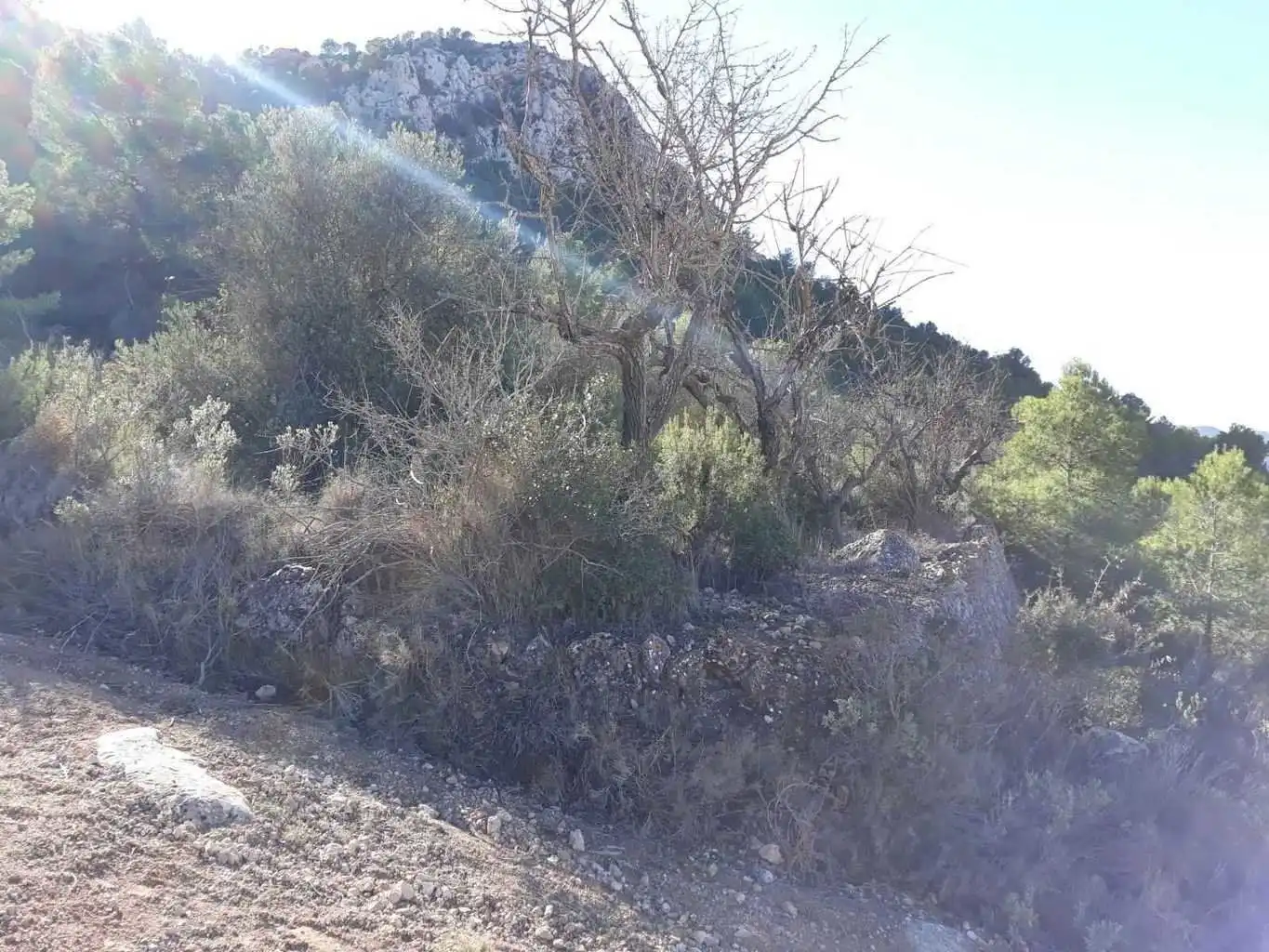 Terrenys i solars en venda a Abanilla, imagen 3