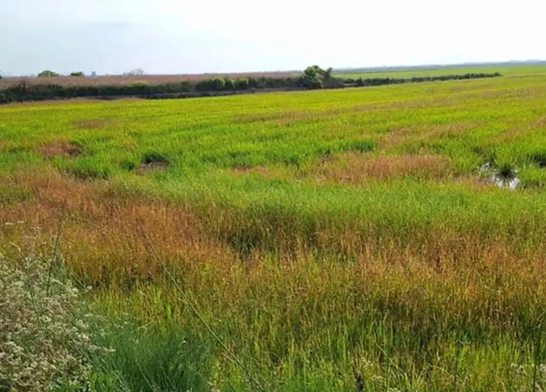 Rural land for sale in Silla, imagen 2