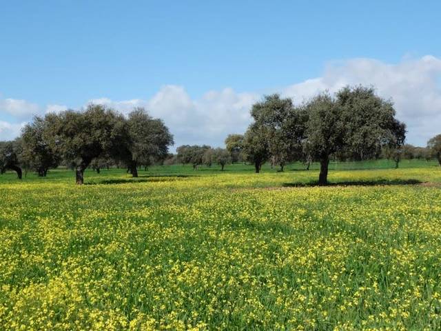 Terreno en Venta en BA-055, 1 en Torre de Miguel Sesmero