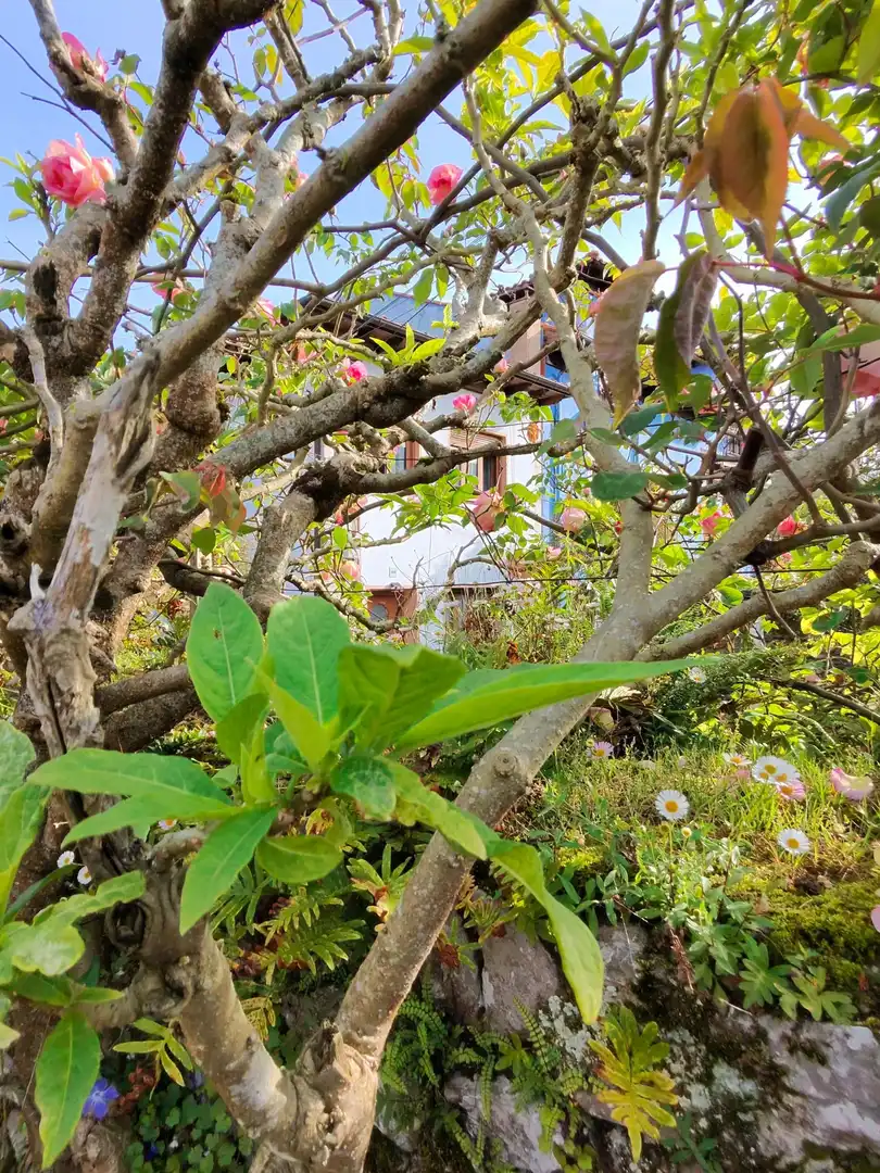 Casa amb jardí en venda a nueva, imagen 10
