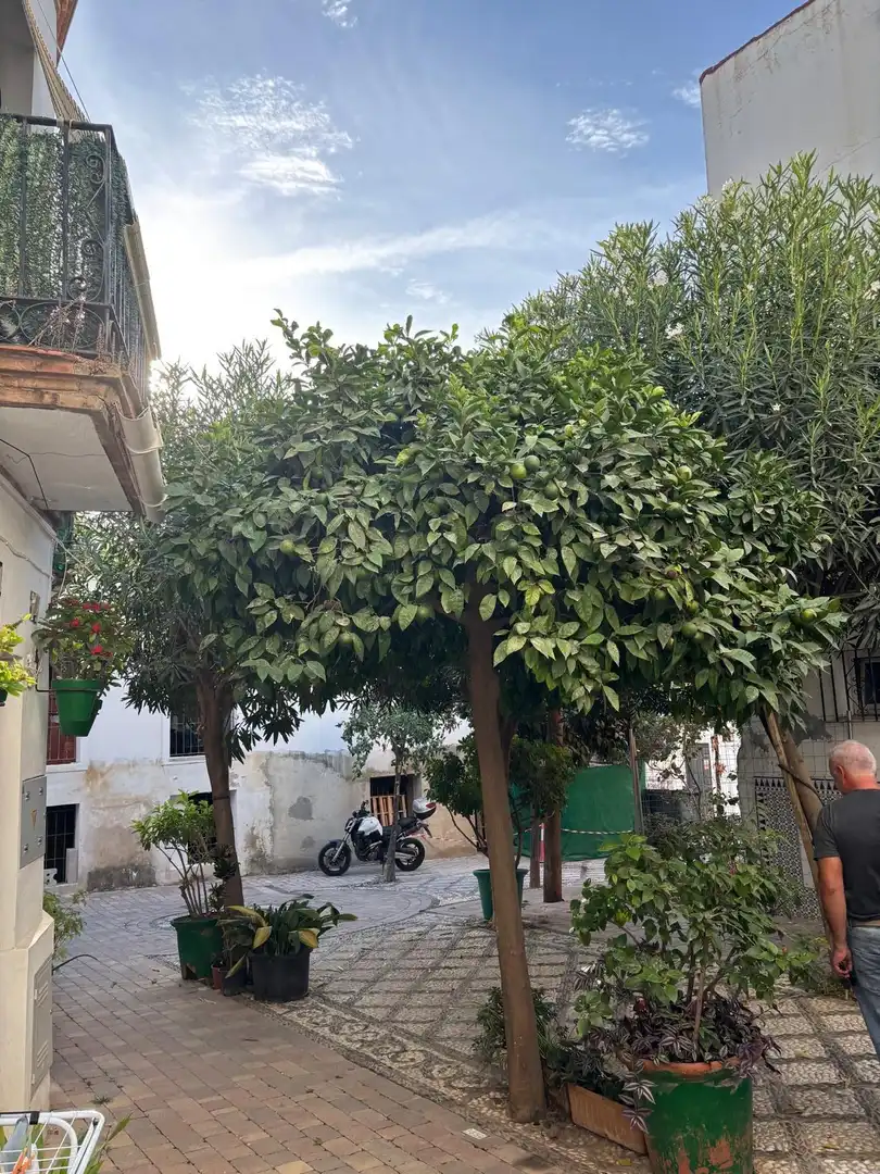 Bajo en venta en Estepona Pueblo, imagen 14