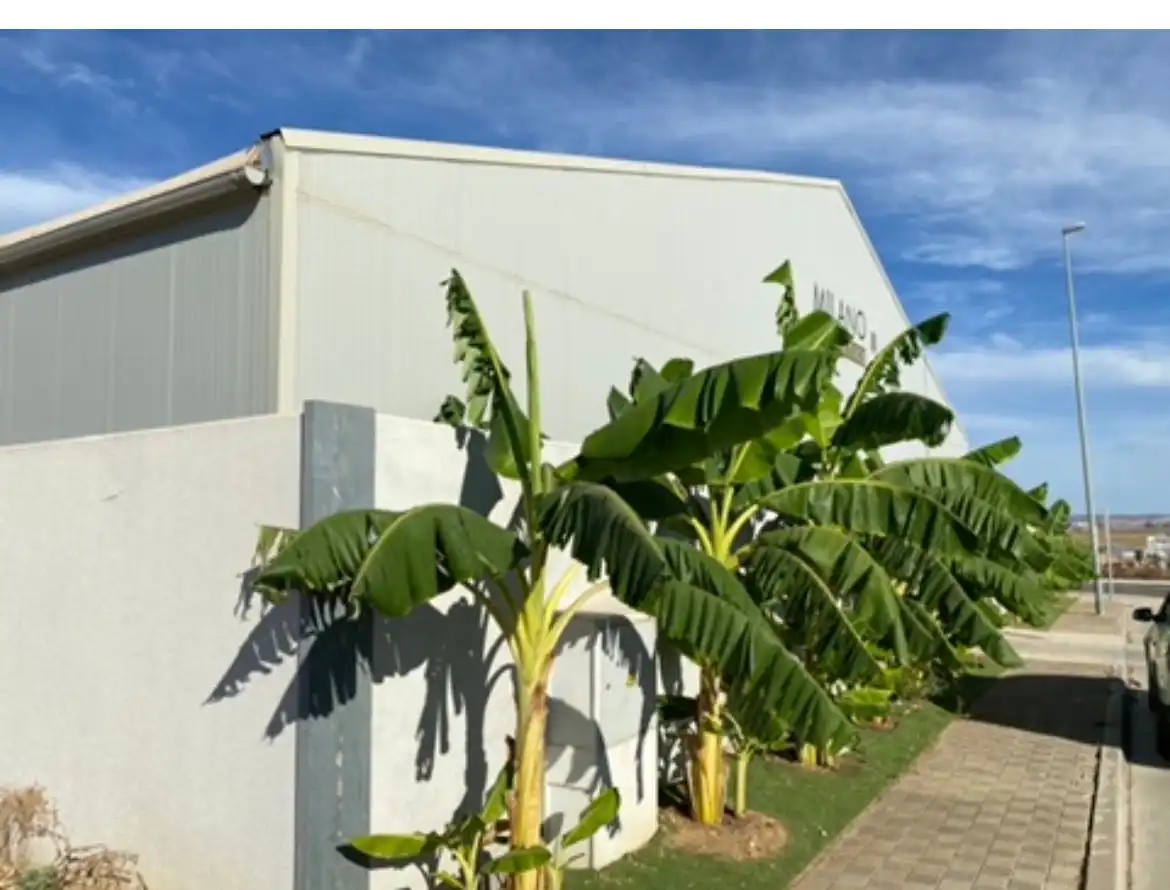 Nau industrial en venda a Calle BALEARES, imagen 4