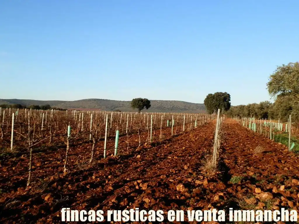 Terreno rústico en venta en Moral de Calatrava, imagen 6