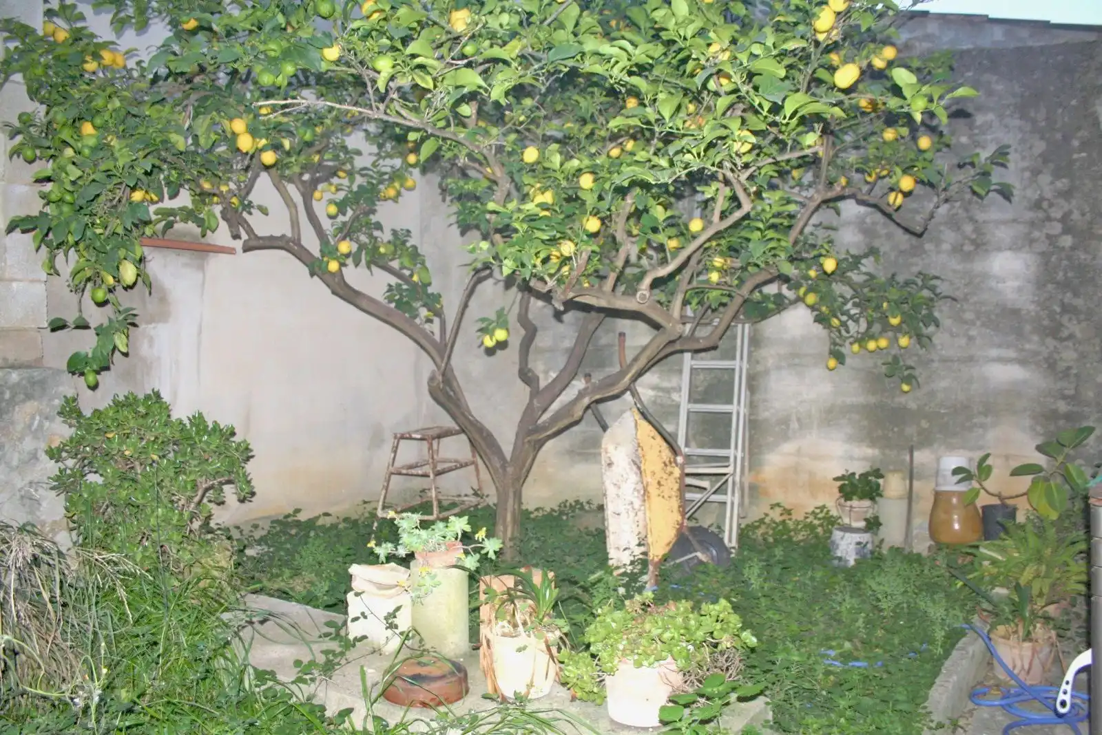 Garden of Detached homes for sale in Pollença  with Heating, Private garden and Terrace