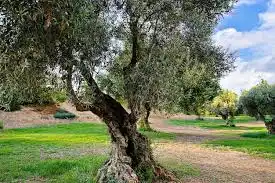 Terreno rustico in vendita a Alcalá del Río