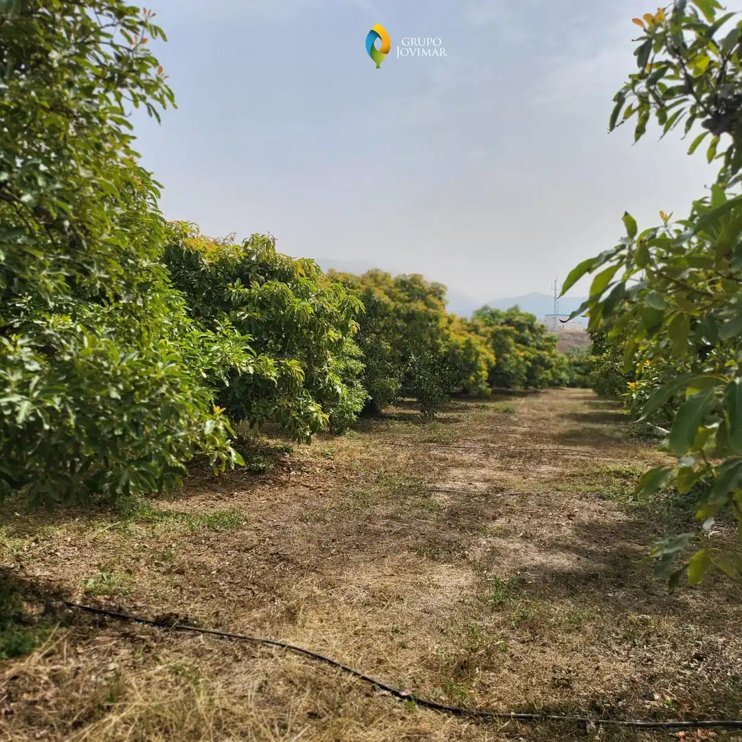 Terreno en venta en Motril  ciudad