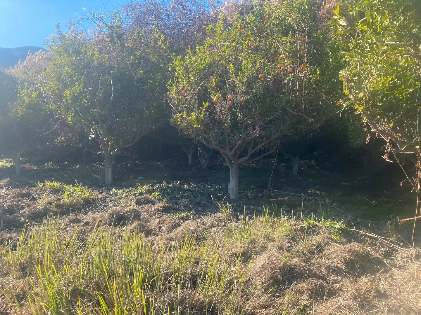 Land for sale in Avenida de la Paz, Rágol