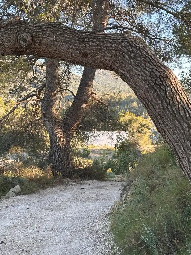 Terreny rústic en venda a Foies de baix, imagen 16