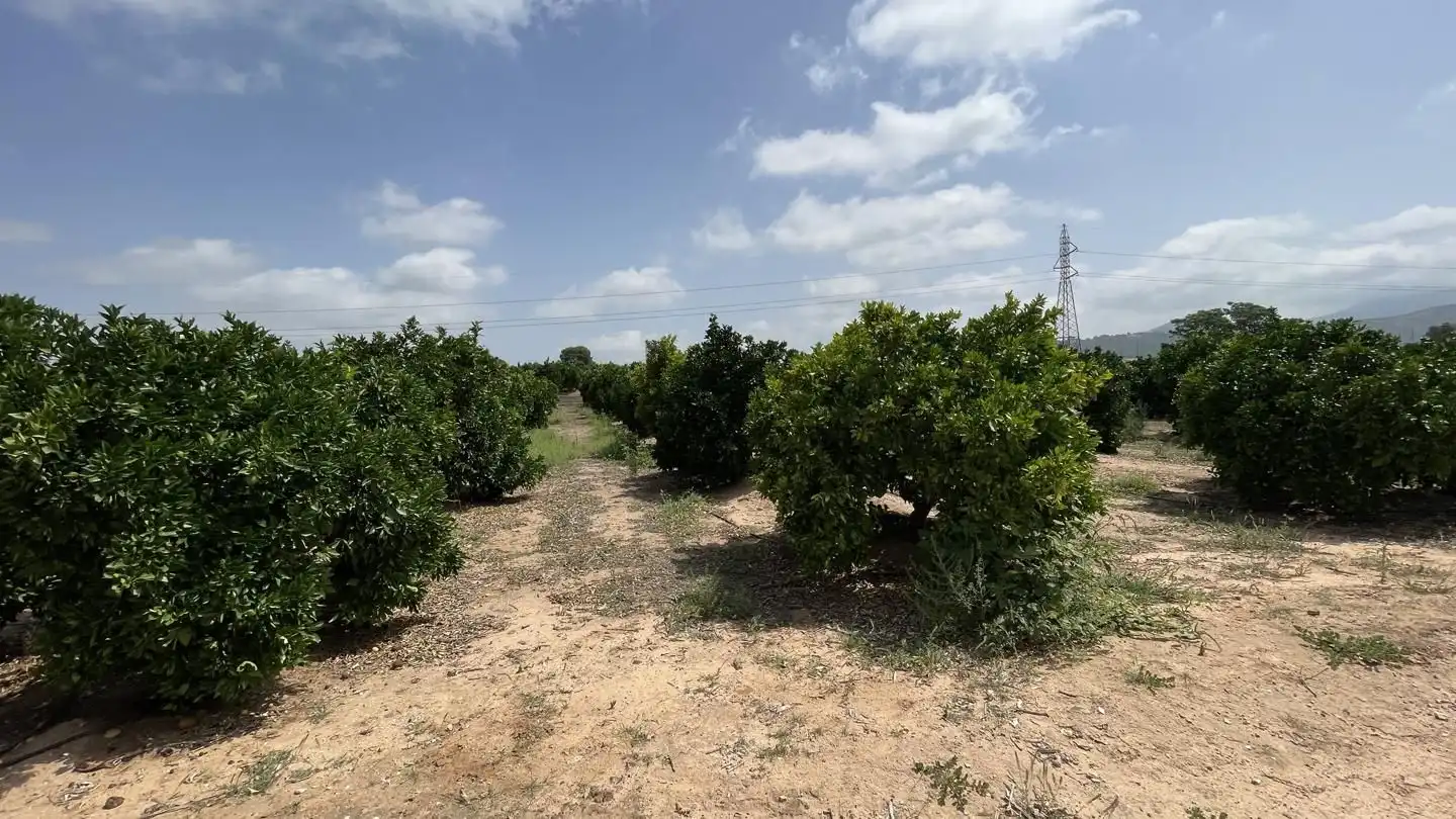Finca rústica en venda en Alzira