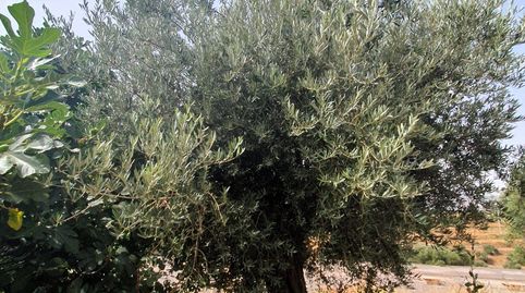 LanjarónFinca Rustica, imatge 2